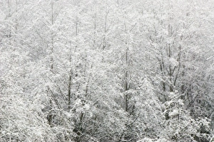 Snow-covered trees, Stanley Park, British Columbia Snow-covered trees, Stanley Park, British Columbia