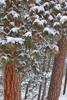 Snow fills the boughs of ponderosa pine trees at Flathead Lake State Park, Montana, USA Snow fills the boughs of ponderosa pine trees at Flathead Lake State Park, Montana, USA