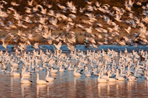 Snow geese, Bosque Del Apache National Wildlife Refuge, New Mexico, USA Snow geese, Bosque Del Apache National Wildlife Refuge, New Mexico, USA