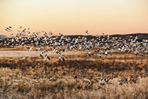 Snow Geese (Chen caerulescens) in flight at sunrise, Bosque del Apache National Wildlife Snow Geese (Chen caerulescens) in flight at sunrise, Bosque del Apache National Wildlife