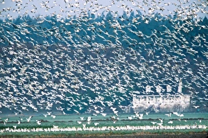Snow Geese (Chen caerulescens) flying. USA, Washington State, Skagit Valley, Skagit Flats Snow Geese (Chen caerulescens) flying. USA, Washington State, Skagit Valley, Skagit Flats