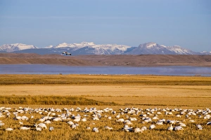 Snow geese feed in cut barley fields near Freezeout Lake NWR on the Rocky Mountain Snow geese feed in cut barley fields near Freezeout Lake NWR on the Rocky Mountain