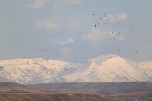 Snow geese in flight from Freezeout Lake NWR in Montana at dawn with Rocky Mountain Snow geese in flight from Freezeout Lake NWR in Montana at dawn with Rocky Mountain
