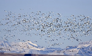 Snow geese take flight at Freezeout Lake NWR on the Rocky Mountain Front of Montana Snow geese take flight at Freezeout Lake NWR on the Rocky Mountain Front of Montana