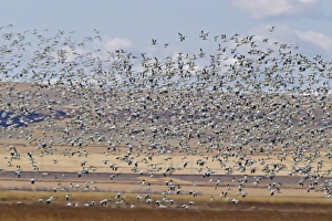 Snow geese during spring migration at Freezeout Lake WMA, Montana, USA Snow geese during spring migration at Freezeout Lake WMA, Montana, USA