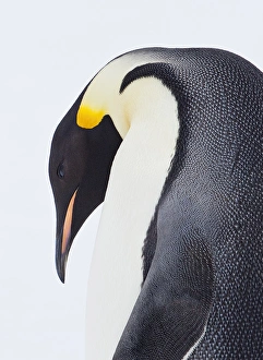 Snow Hil, Antarctica. Close-up of Emperor penguin. High Key Snow Hil, Antarctica. Close-up of Emperor penguin. High Key