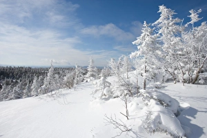 Snow laden trees high on the slopes of Mount Cardigan in Canaan, NH. Clark Trail Snow laden trees high on the slopes of Mount Cardigan in Canaan, NH. Clark Trail