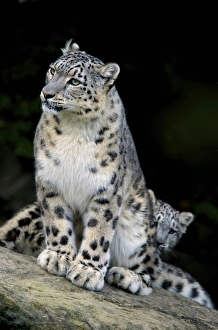 Snow Leopard, Uncia uncia, Panthera uncia, Asia Snow Leopard, Uncia uncia, Panthera uncia, Asia