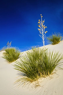 Soaptree Yucca (Yucca elata) and dunes, White Sands National Monument, New Mexico USA Soaptree Yucca (Yucca elata) and dunes, White Sands National Monument, New Mexico USA