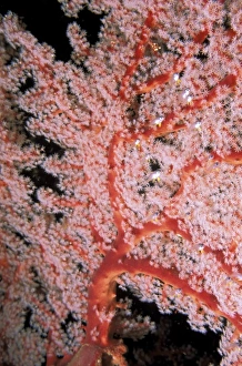 Tropical Ocean Scene Prints: Soft coral