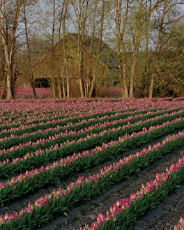 The soft glow of rose-colored tulips in front of a barn in early morning light The soft glow of rose-colored tulips in front of a barn in early morning light