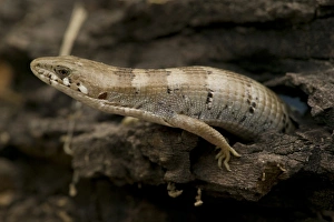 Sonoran Alligator Lizard, Gerrhonotus kingii, coming out of hole in log. SW Arizona, USA Sonoran Alligator Lizard, Gerrhonotus kingii, coming out of hole in log. SW Arizona, USA
