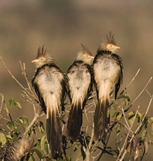 South America, Brazil. Three guira cukoos on a limb. Credit as: Joanne Williams / South America, Brazil. Three guira cukoos on a limb. Credit as: Joanne Williams /