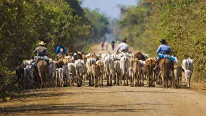 South America. Brazil. Panateros, Brazilian cowboys, drive cattle along the Rodovia Transpanateira South America. Brazil. Panateros, Brazilian cowboys, drive cattle along the Rodovia Transpanateira