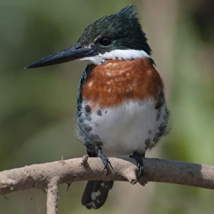South America, Brazil, The Pantanal Wetland, Green Kingfisher (Chloroceryle americana) South America, Brazil, The Pantanal Wetland, Green Kingfisher (Chloroceryle americana)