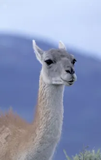 South America, Chile, Magallanes, Torres del Paine National Park Guanaco (Lama South America, Chile, Magallanes, Torres del Paine National Park Guanaco (Lama