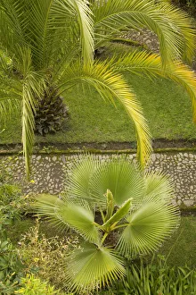 South America, Ecuador, Hacienda Cusin, 9km from Otavalo, palm tree in garden South America, Ecuador, Hacienda Cusin, 9km from Otavalo, palm tree in garden