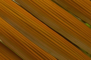 South America, Ecuador, lowland of Western Ecuador, palm leaf, detail South America, Ecuador, lowland of Western Ecuador, palm leaf, detail