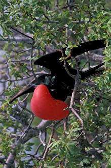 South America, Ecudador, Galapagos Islands. Great Frigatebird (Fregata minor) male South America, Ecudador, Galapagos Islands. Great Frigatebird (Fregata minor) male