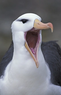 South America, Falkland Islands Black-browed albatross (Diomedea melanophris) close-up South America, Falkland Islands Black-browed albatross (Diomedea melanophris) close-up