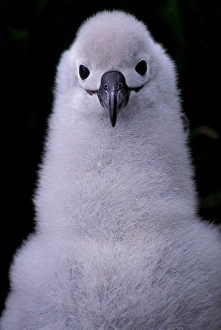 South America, South Georgia Island Grey-headed albatross chick (Diomedea chrysostoma) South America, South Georgia Island Grey-headed albatross chick (Diomedea chrysostoma)