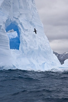 South Atlantic, South Georgia Island. Albatross flies past an iceberg South Atlantic, South Georgia Island. Albatross flies past an iceberg