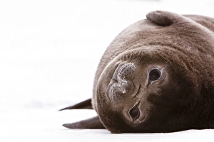 South Geoprgia Island, Antarctica. Southern Baby Elephant Seal rests up-side-down South Geoprgia Island, Antarctica. Southern Baby Elephant Seal rests up-side-down