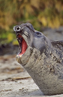Southern Elephant Seal bull mouth wide open in threat or fear display on beach during Southern Elephant Seal bull mouth wide open in threat or fear display on beach during