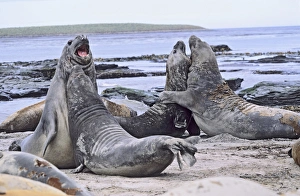 Southern Elephant Seal bulls in mock fight in moulting season, Falkland Islands, January Southern Elephant Seal bulls in mock fight in moulting season, Falkland Islands, January