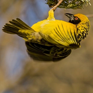 Southern Masked Weaver in Drakensberg Mountains, South Africa Southern Masked Weaver in Drakensberg Mountains, South Africa