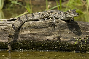 Spectacled Caimen, Caiman crocodilus, by the rivers edge in the Pantanal, Brazil Spectacled Caimen, Caiman crocodilus, by the rivers edge in the Pantanal, Brazil