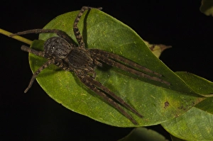 Spider Primary Rain Forest Iwokrama Reserve GUYANA. South America Spider Primary Rain Forest Iwokrama Reserve GUYANA. South America