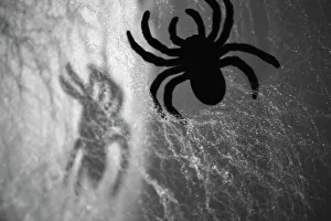 Spider on web Print