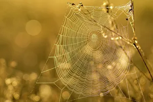 Spider web, Indiantown, Florida, Everglades drainage Spider web, Indiantown, Florida, Everglades drainage