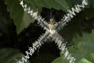 Spider Web Design Prints: Spider and X-pattern web