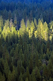 A spotlight of sun on the forest with in Yosemite Valley, California A spotlight of sun on the forest with in Yosemite Valley, California