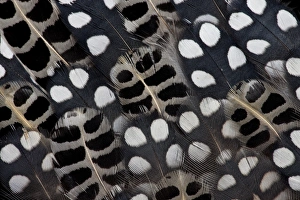 Spots of white on Mearns Quails feather design Spots of white on Mearns Quails feather design