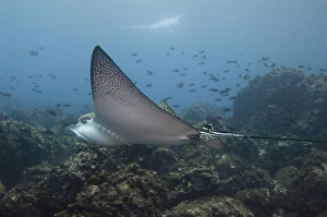 Spotted Eagle Ray (Aetobatus narinari) off of Darwin Island north Galapagos Archepelago Spotted Eagle Ray (Aetobatus narinari) off of Darwin Island north Galapagos Archepelago