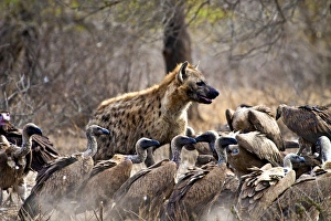 Spotted hyenas (Crocuta crocuta) and vultures (Gyps africanus) scavenging on a carcass Spotted hyenas (Crocuta crocuta) and vultures (Gyps africanus) scavenging on a carcass