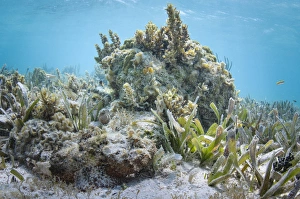 Spotted Scorpionfish (Scorpaena plumieri) hiding, Lighthouse Reef Atoll, Belize Spotted Scorpionfish (Scorpaena plumieri) hiding, Lighthouse Reef Atoll, Belize