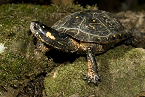 Spotted Turtle, Clemmys guttata, a pond and woodland turtle of the Eastern United States Spotted Turtle, Clemmys guttata, a pond and woodland turtle of the Eastern United States
