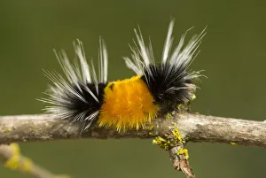 Spotted tussock moth caterpillar, Lophocampa maculata, British Columbia Spotted tussock moth caterpillar, Lophocampa maculata, British Columbia