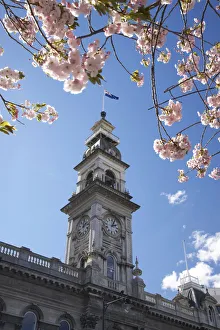 Spring Blossom and Minicipal Chambers Clock Tower, Octagon, Dunedin, Otago, South Island Spring Blossom and Minicipal Chambers Clock Tower, Octagon, Dunedin, Otago, South Island