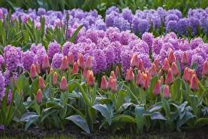 Spring flower garden with tulips and hyacinth Spring flower garden with tulips and hyacinth