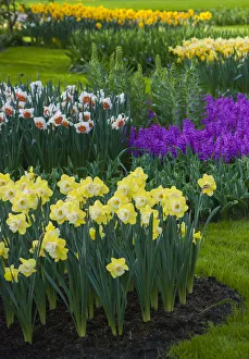Spring flowerbeds with daffodils and hyacinth Spring flowerbeds with daffodils and hyacinth