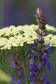 Yellow Blossom Pictures Prints: Spring flowers in bloom