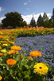 Spring Flowers, Pollard Park, Blenheim, Marlborough, South Island, New Zealand Spring Flowers, Pollard Park, Blenheim, Marlborough, South Island, New Zealand