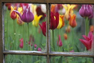 Colorful Garden Scene Prints: Spring Garden Behind Old window