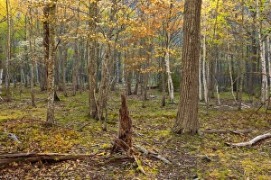 Spring in a hardwood forest on Mount Desert Island near Acadia National Park Spring in a hardwood forest on Mount Desert Island near Acadia National Park