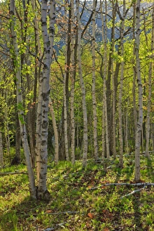 Spring in a paper birch forest on Mount Desert Island near Acadia National Park Spring in a paper birch forest on Mount Desert Island near Acadia National Park